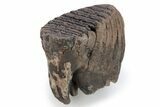 Baby Mammoth Molar - Siberia #269752-2
